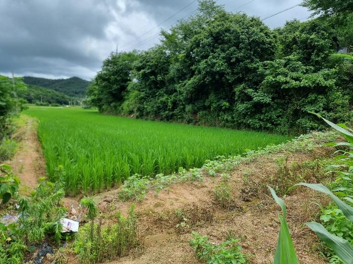전라남도 함평군 손불면 학산리 661 전 경매 사진 7