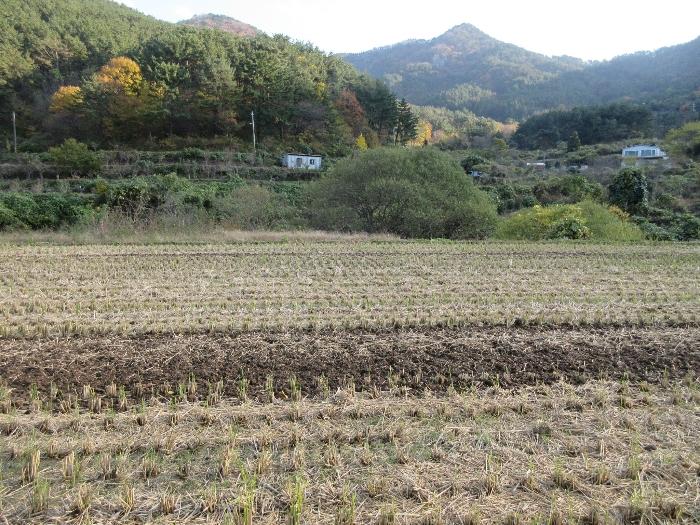 경상남도 거제시 사등면 사등리 1323-11 답 경매 사진 29