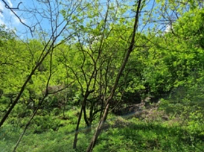 경상남도 창원시 의창구 북면 무곡리 184-4 과수원 경매 사진 4