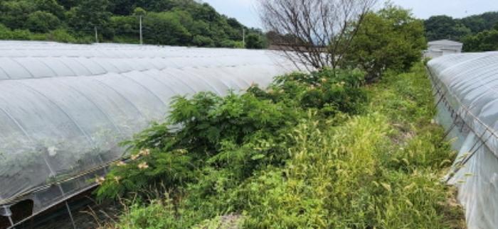 경상북도 김천시 감천면 무안리 180-2 답 경매 사진 19