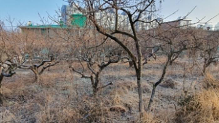 경상남도 김해시 진영읍 하계리 637 답 경매 사진 24