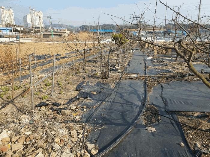 전라남도 영암군 삼호읍 용앙리 359-7 전 경매 사진 2