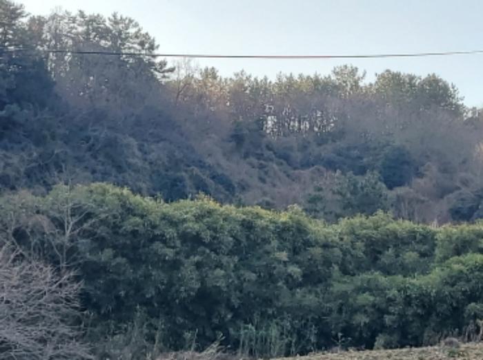 전라남도 여수시 남면 우학리 737 답 경매 사진 24