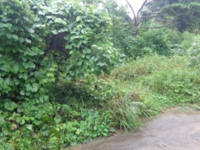 충청남도 태안군 근흥면 마금리 산274-2 임야 경매 사진 14