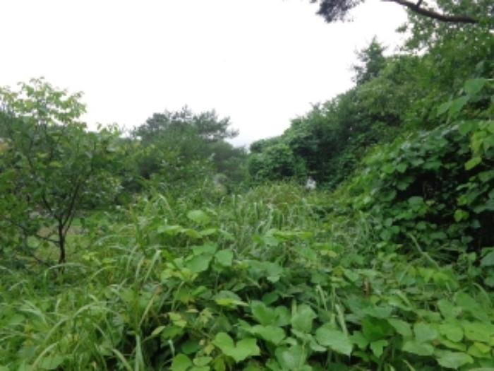 충청남도 태안군 근흥면 마금리 산274-2 임야 경매 사진 15