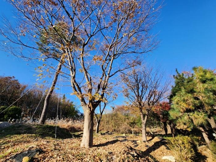 부산광역시 강서구 대저1동 305-4 답 경매 사진 12