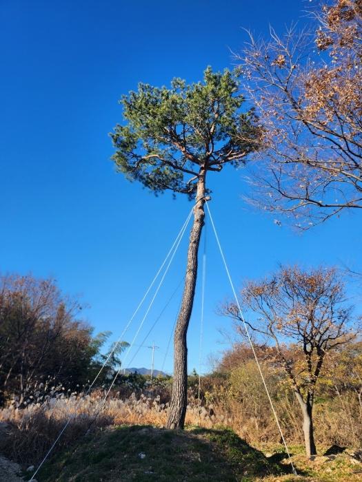 부산광역시 강서구 대저1동 305-4 답 경매 사진 17