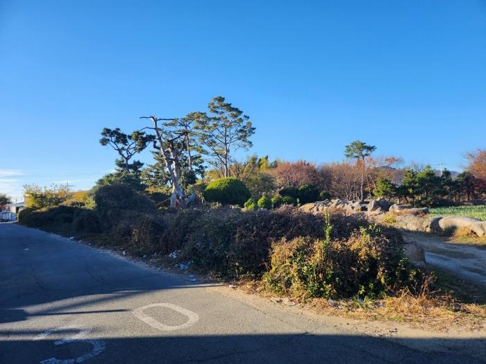 부산광역시 강서구 대저1동 305-4 답 경매 사진 2
