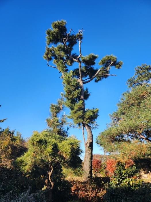부산광역시 강서구 대저1동 305-4 답 경매 사진 23