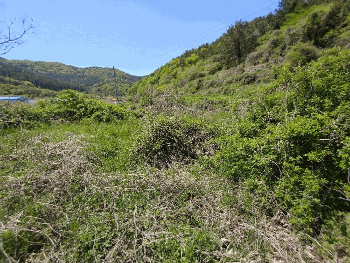 경상남도 통영시 사량면 읍덕리 산37 임야 경매 사진 2