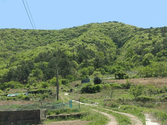 경상남도 통영시 사량면 읍덕리 산37 임야 경매 사진 4
