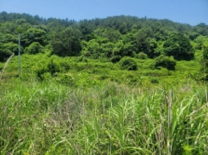 경상남도 통영시 사량면 읍덕리 산37 임야 경매 사진 5