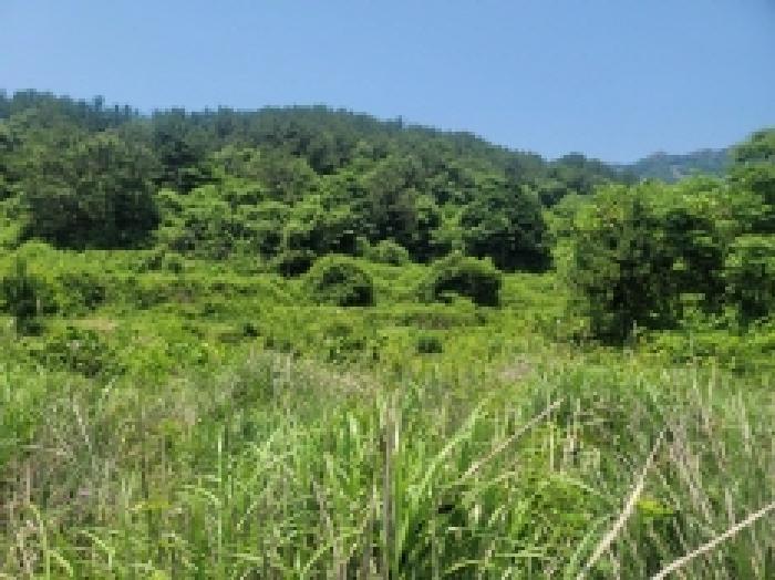 경상남도 통영시 사량면 읍덕리 산37 임야 경매 사진 6