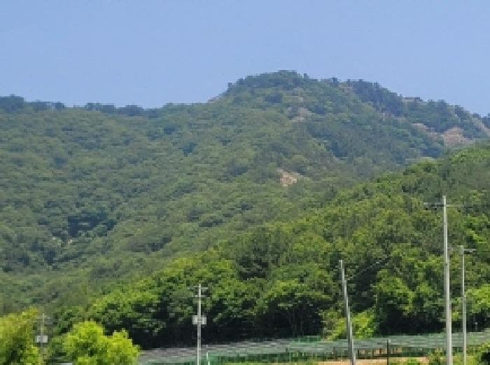 경상남도 통영시 사량면 읍덕리 산37 임야 경매 사진 8