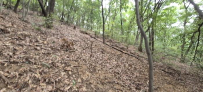 경기도 고양시 덕양구 용두동 62-1 임야 경매 사진 6