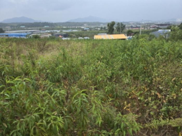 경상북도 영천시 범어동 632 과수원 경매 사진 13