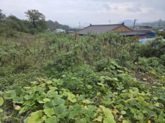 경상북도 영천시 범어동 632 과수원 경매 사진 15