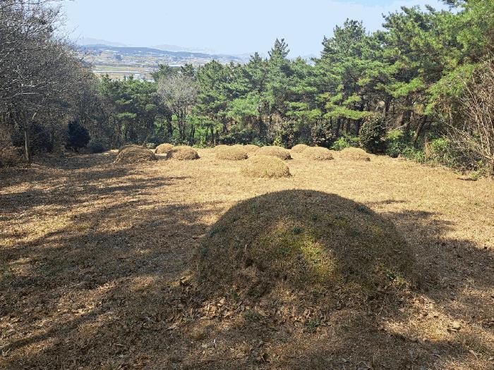 전라남도 영광군 대마면 화평리 447-1 전 경매 사진 5