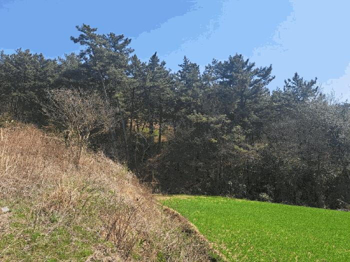 전라남도 영광군 대마면 화평리 447-1 전 경매 사진 7