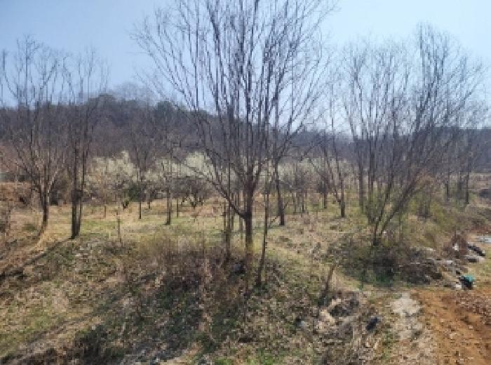 충청북도 보은군 마로면 임곡리 305 전 경매 사진 11