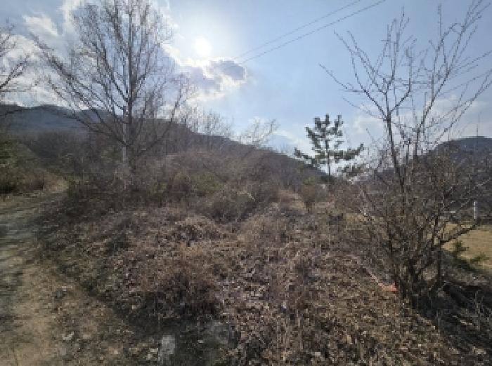 충청북도 보은군 마로면 임곡리 305 전 경매 사진 13