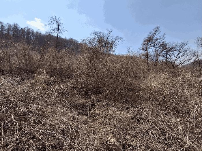 충청북도 보은군 마로면 임곡리 305 전 경매 사진 4
