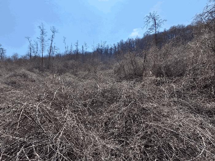 충청북도 보은군 마로면 임곡리 305 전 경매 사진 7