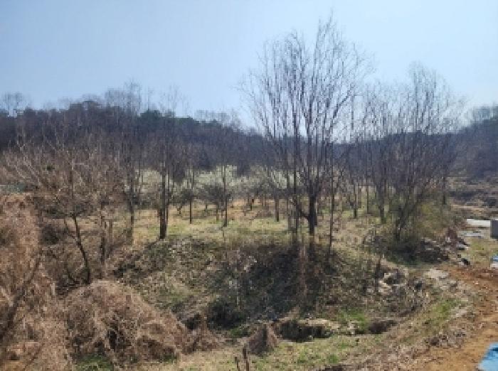 충청북도 보은군 마로면 임곡리 330 전 경매 사진 10