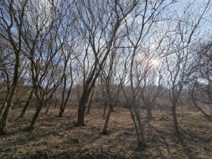 충청북도 보은군 마로면 임곡리 330 전 경매 사진 14