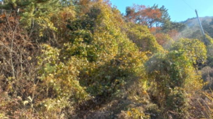경상남도 거제시 연초면 연사리 산128 임야 경매 사진 10