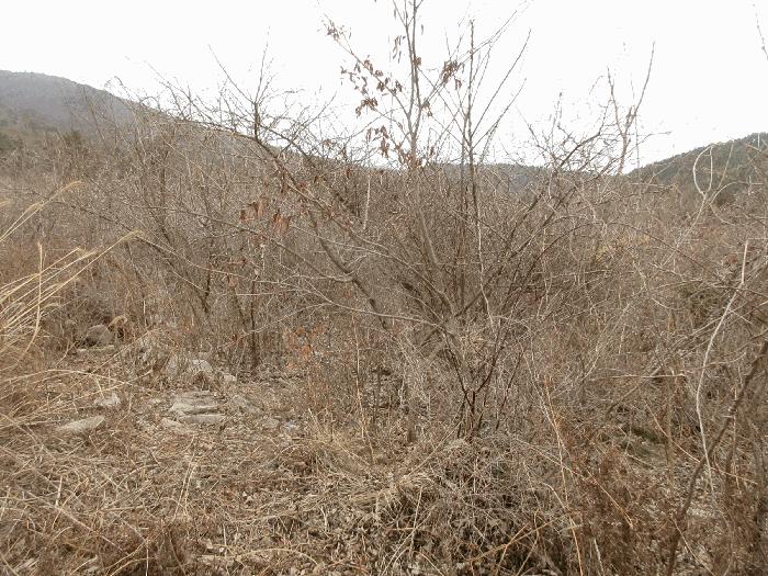 전라남도 고흥군 금산면 석정리 1748 임야 경매 사진 10