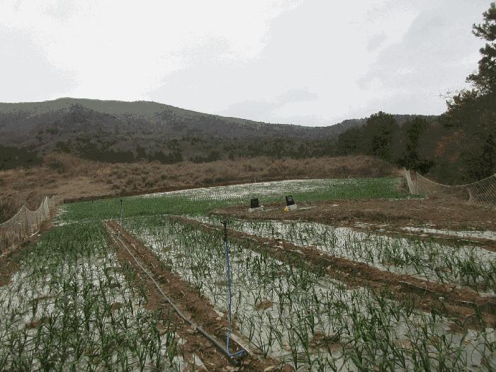 전라남도 고흥군 금산면 석정리 1748 임야 경매 사진 12