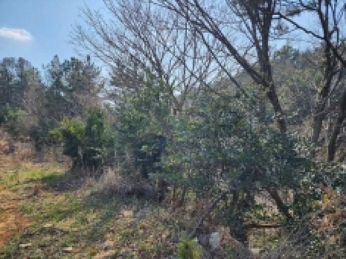 전라남도 고흥군 금산면 석정리 1748 임야 경매 사진 38