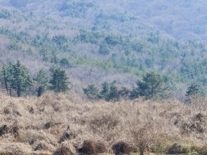 전라남도 고흥군 금산면 석정리 1748 임야 경매 사진 40