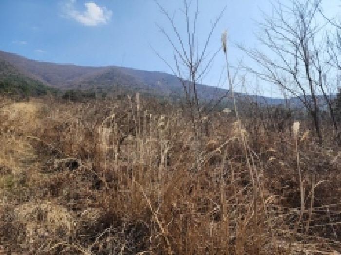 전라남도 고흥군 금산면 석정리 1748 임야 경매 사진 42