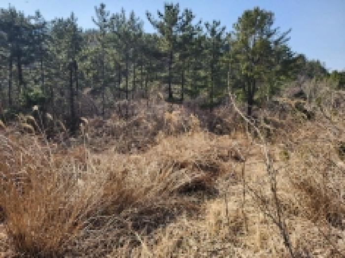 전라남도 고흥군 금산면 석정리 1748 임야 경매 사진 43