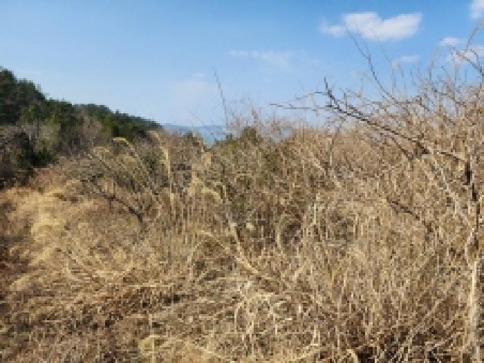 전라남도 고흥군 금산면 석정리 1748 임야 경매 사진 47