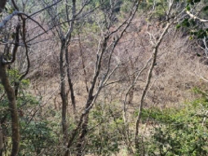 전라남도 고흥군 금산면 석정리 1748 임야 경매 사진 48