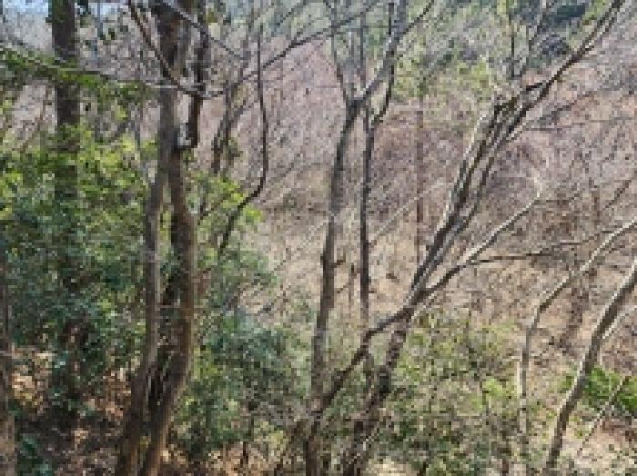 전라남도 고흥군 금산면 석정리 1748 임야 경매 사진 49
