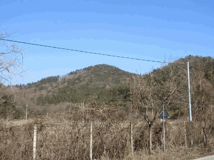 전라남도 함평군 대동면 용성리 623-24 임야 경매 사진 13