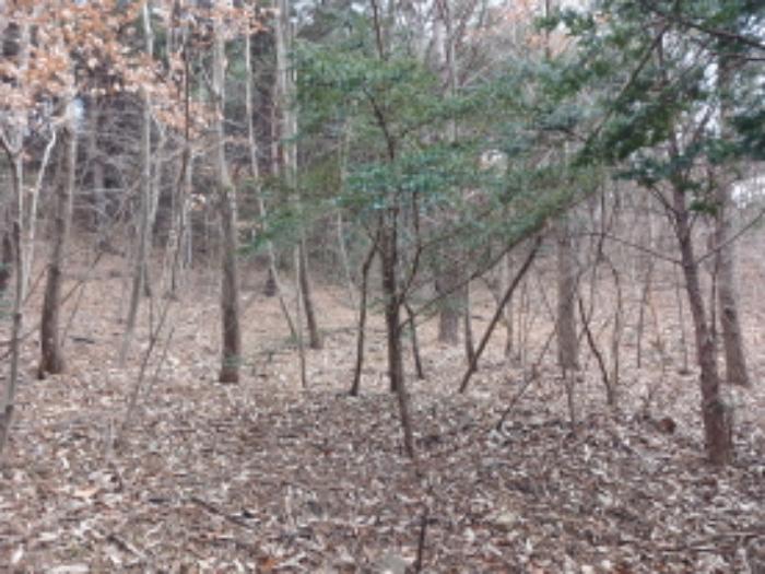 충청남도 당진시 고대면 항곡리 산39-1 전 경매 사진 10
