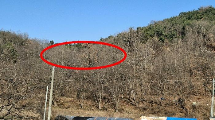 충청남도 당진시 고대면 항곡리 산39-1 전 경매 사진 4