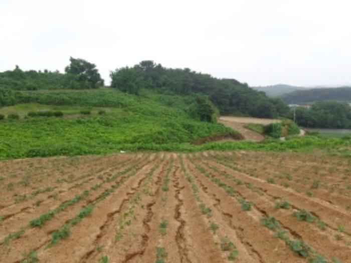 충청남도 태안군 고남면 누동리 914 임야 경매 사진 13