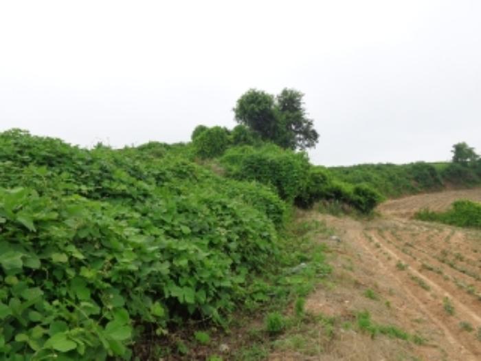 충청남도 태안군 고남면 누동리 914 임야 경매 사진 17