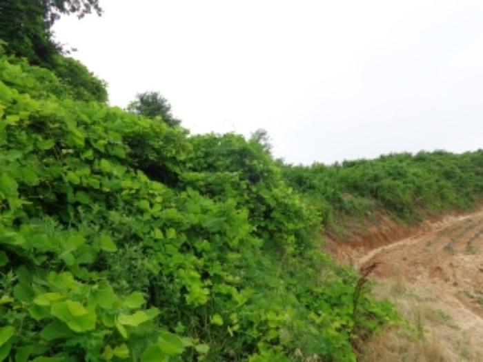 충청남도 태안군 고남면 누동리 914 임야 경매 사진 19