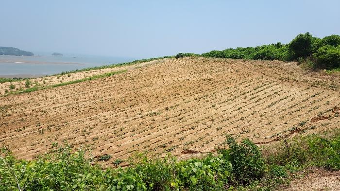 충청남도 태안군 고남면 누동리 914 임야 경매 사진 3