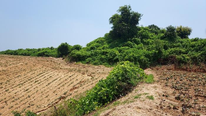 충청남도 태안군 고남면 누동리 914 임야 경매 사진 6