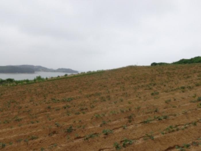 충청남도 태안군 고남면 누동리 914 임야 경매 사진 8