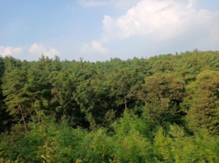 충청남도 당진시 대호지면 장정리 산60-5 임야 경매 사진 14