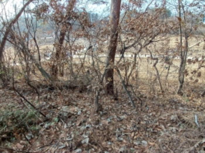 충청남도 당진시 고대면 장항리 739-10 임야 경매 사진 11